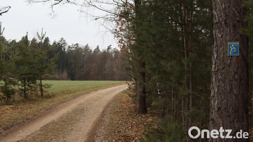 Der geplante Solarpark Kreuth grenzt ein Stück weit an den Wanderweg Hirschwaldschlaufe an. Der Marktgemeinderat ebnet nun mit dem Aufstellungsbeschluss zum Bebauungsplan den Weg für grünen Strom aus dem Gemeindegebiet von Rieden. Bild: mrr