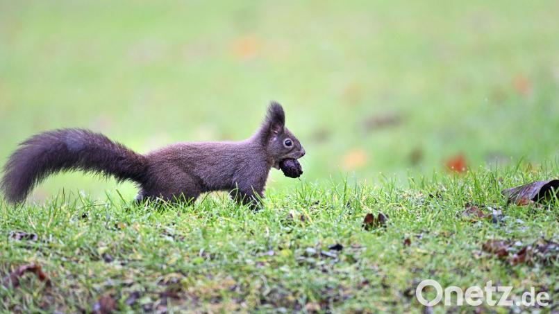 Symbolbild: Felix Kästle/dpa