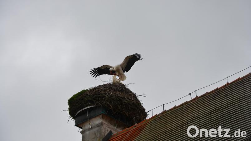 20 Tage nach den Männchen ist Anfang April auch eine Störchin in Tirschenreuth eingetroffen, berichtet Storchenbeobachter Karl Berr. Bild: szl