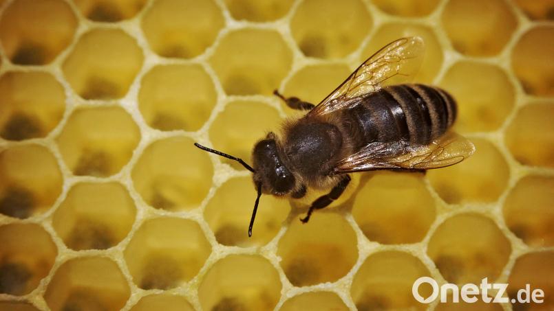 Eine Biene läuft in einem Bienenstock über die mit Honig gefüllten Waben. Symbolbild: Fredrik von Erichsen/dpa