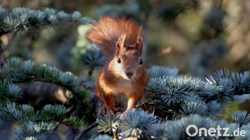 Flink klettern Eichhörnchen über Äste von Baum zu Baum. Bild: Sonja Kreil, Bund Naturschutz