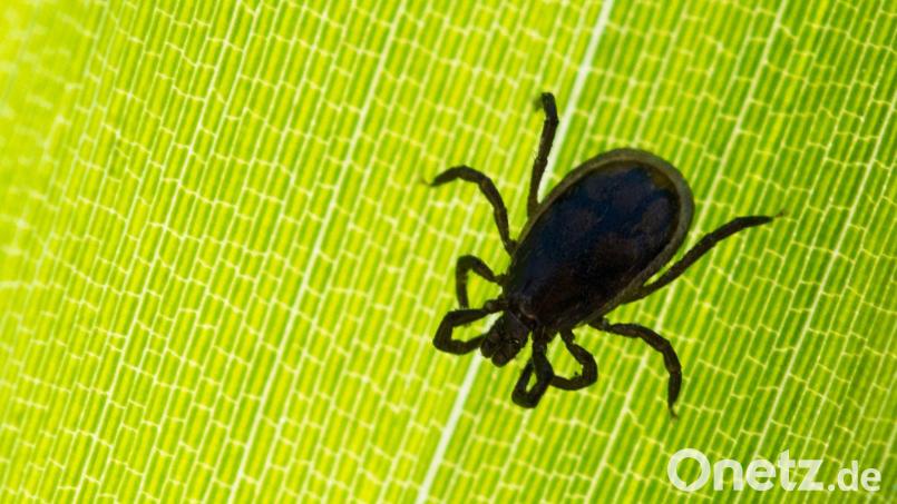 Eine Zecke sitzt auf einem Blatt in einem Garten. Die kleinen Tiere können gefährlich werden. Archivbild: Patrick Pleul/dpa