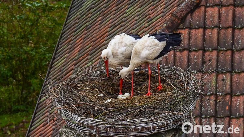 Der Storchenhorst in Falkenberg ist wieder besetzt. Auch Eier befinden sich bereits im Nest. Bild: s.steinkohl@gmx.de