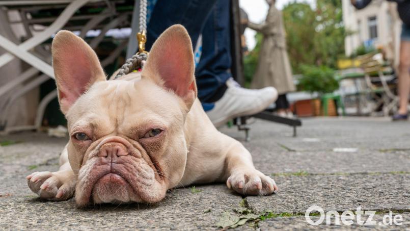 Eine "tierische Liebe" wurde von einem betrunkenen Mann jäh unterbrochen, wie die Polizei Marktredwitz mitteilt. Symbolbild: Peter Kneffel/dpa