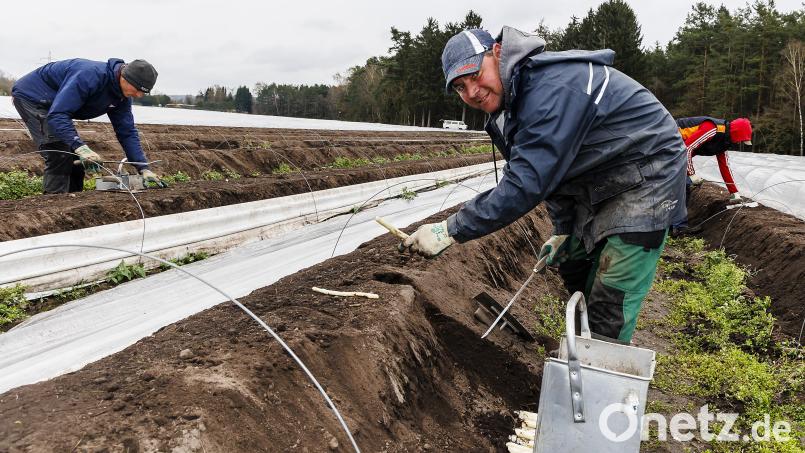 Noch ist die Ernte überschaubar. Mati Kalman sticht seit über 20 Jahren Spargel auf den Felder der Familie Scharl nahe des Schwandorfer Klausensees. Bild: Hösamer