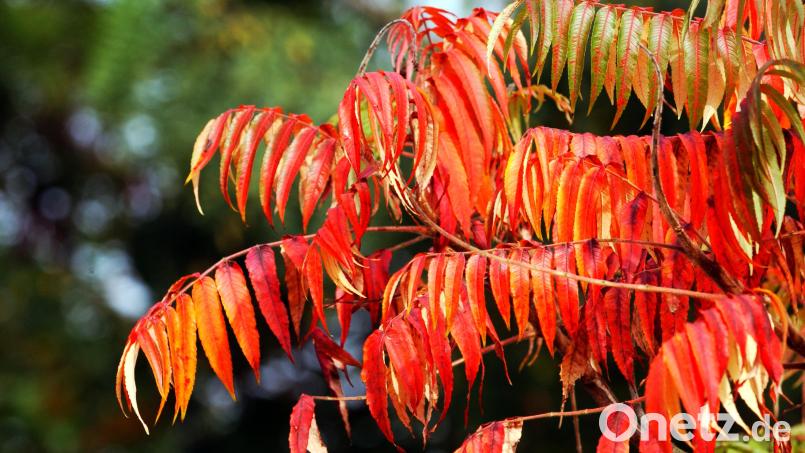 Laut einer Neustädterin soll ein Essigbaum als Naturdenkmal gekennzeichnet gewesen sein. Symbolbild: Horst Ossinger/dpa