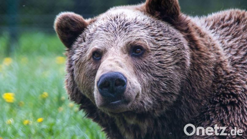 Ein Braunbär könnte in Oberbayern unterwegs sein. Symbolbild: Jens Büttner/dpa