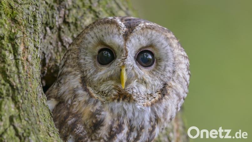 Ein Waldkauz beobachtet aufmerksam die Umgebung. Eulen und Käuze können bei Tageslicht nicht weniger gut sehen, als nachts. Bild: Christoph Bosch/„LBV-Bildarchiv“