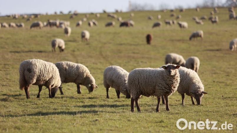 Eine Schafherde grast im Sonnenlicht auf einer Wiese. Bild: Matthias Bein/dpa/Symbolbild