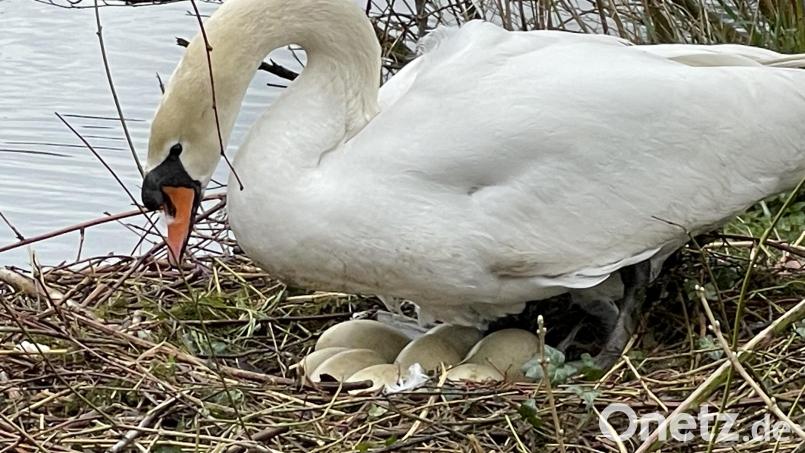 Die Schwäne im Sulzbach-Rosenberger Stadtpark pflegen ein Gelege mit insgesamt acht Eiern. Bild: Andreas Royer