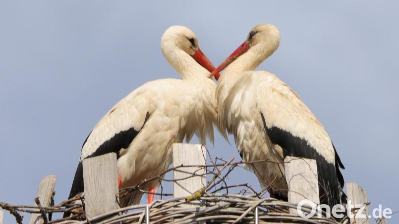 Storch in Friedenfels. Bild: Hans Lenk/exb