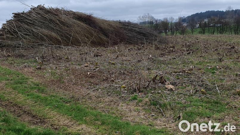 Zum sechsten und letzten Mal hat die Bayerische Landesanstalt für Wald und Forstwirtschaft die Plantage an der Staatsstraße kurz nach Reiserdorf abgeholzt. Sie wird in den nächsten Tagen mit Forstmulcher und Tieffräse gerodet und wieder landwirtschaftlich genutzt. Bild: mas