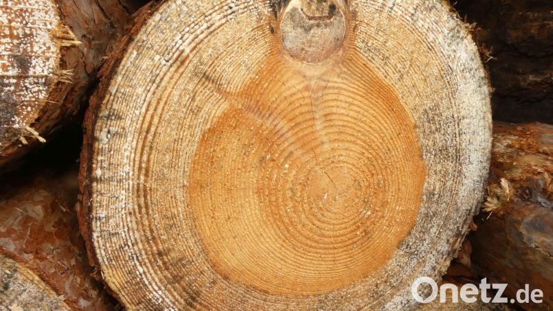 Jahresringe und Verletzungen eines Baumes dienten Ruhestandspfarrer Helmut Süß zu Vergleichen mit „Lebensringen“ des Menschen. Bild: rn