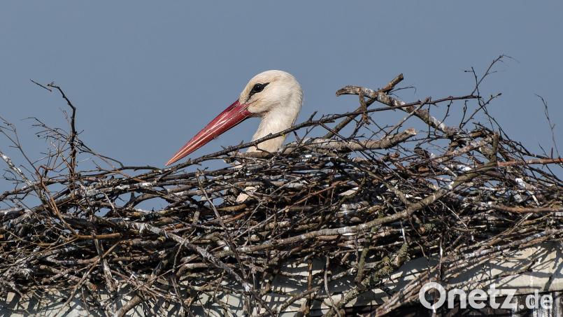 Immer besetzt ist inzwischen der mit Gras ausgekleidete Horst auf dem früheren Kamin des Anwesens am Rotter-Areal. Es ist nicht erkennbar, ob das Storchenweibchen noch bei der Eiablage ist oder bereits das Gelege bebrütet. Bild: Roland Bönisch/exb