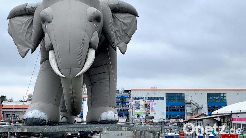 Trauriger Knorr-Elefant: Im Fachmarkt soll sich bald einiges verändern, nicht zum Vorteil der Belegschaft. Bild: Gabi Schönberger