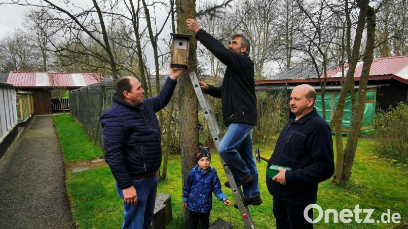 Vorsitzender Martin Eckert (rechts), Stellvertreter Stefan Schmid (links) und Kassier Hans Zierer befestigen Nistkästen an den Bäumen im Vogelpark. Auch der Enkel von Zierer, der vierjährige Max Bulenda, hilft mit. Bild: gz