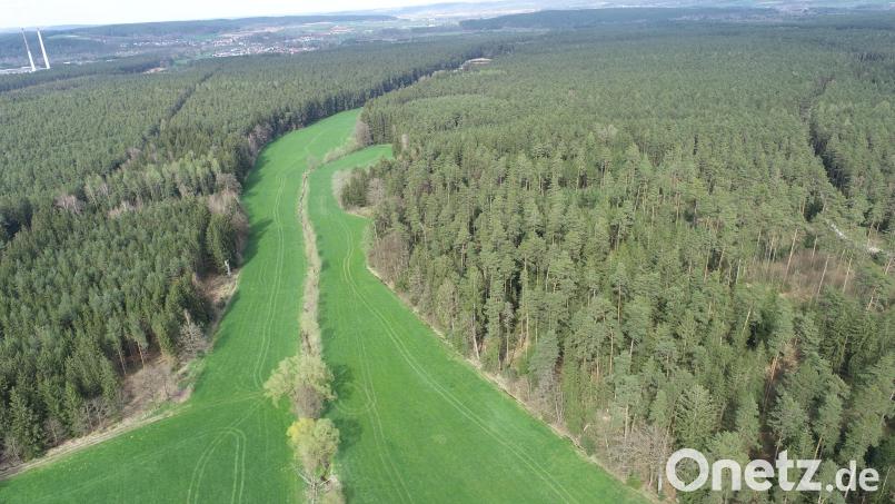 Im Hintergrund ist der Ort Etzenricht kaum zu sehen. In dem soll beidseits des Wieseneinschnittes das Waldgebiet für die Errichtung von Windkraftanlagen vorgeschlagen werden. Der Gemeinderat stimmte der Empfehlung des Regionalen Planungsverbandes Oberpfalz Nord einstimmig zu. Bild: bey