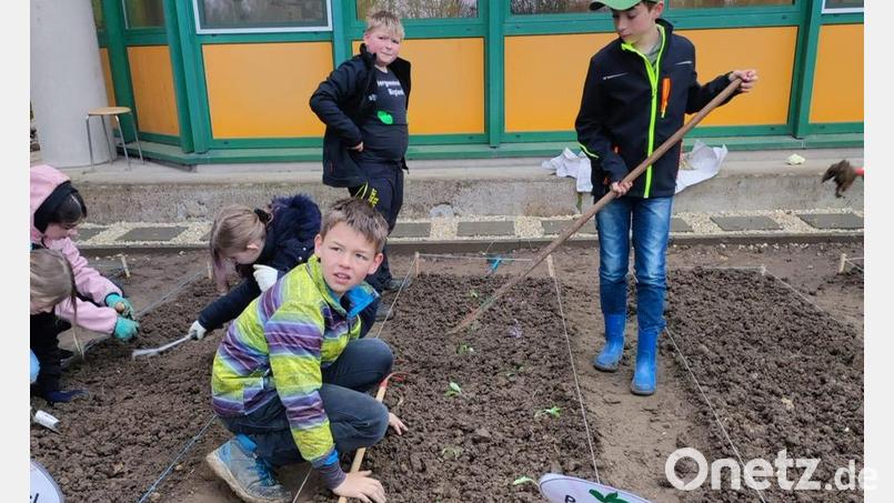 Fünftklässler bei den ersten Anpflanzungen auf dem neuen Schulacker der Krötensee-Mittelschule in Sulzbach-Rosenberg. Bild: Peter Danninger/exb