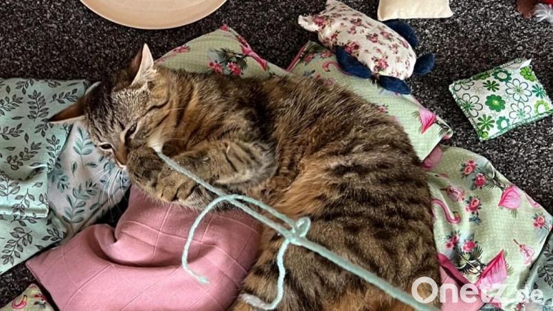 Ist Mimi, die hier mit einem Strick spielt, inzwischen in einen Käfig eingepfercht? Bei Martin Ebnet ist sie jedenfalls seit Tagen zusammen mit etwa 20 Katzen aus dem Ort nicht mehr aufgetaucht. Bild: Martin Ebnet/exb