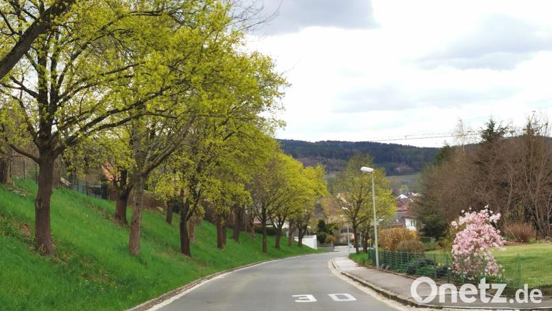 Die Ahornbäume auf städtischem Grund im Sandradl unterliegen der Baumschutzverordnung. Der Bauausschuss Oberviechtach lehnte die beantragte Fällung eines Baumes ab, der einen Garten hinter der Böschung verunreinigt. Bild: Portner