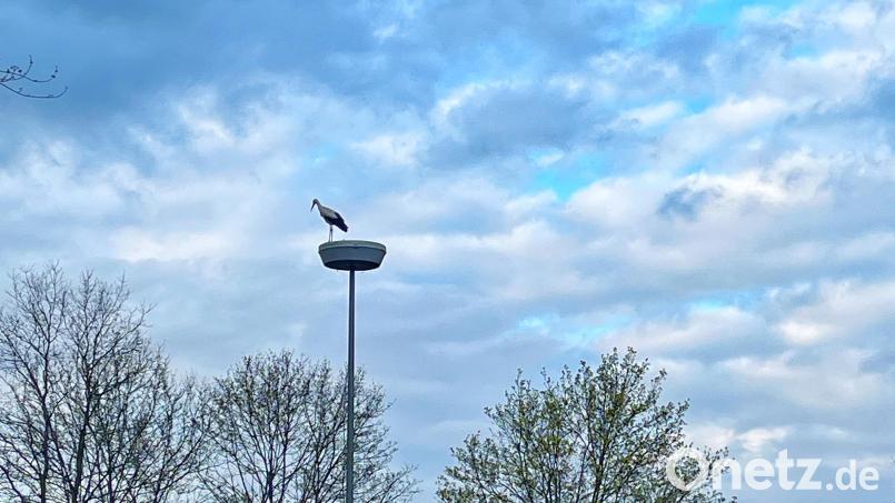 Der Weißstorch in Waldsassen hat sich die Straßenlaterne in der Karolinenstraße an der Einmündung zur Pfaffenreuther Straße als Lande- und Aussichtspunkt ausgesucht – in Sichtweite seines Horstes Am Hamannsgarten. Bild: Ferdinand Sperber/exb