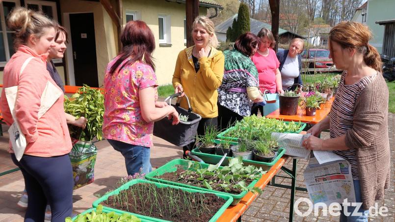 Neben dem Tausch gab es bei der Pflanzen-Börse der Siedlergemeinschaft Friedenfels auch viele Tipps für die kommende Gartensaison. Anita Melzner (Zweite von links) hatte die Tauschbörse organisiert. Bild: bsc