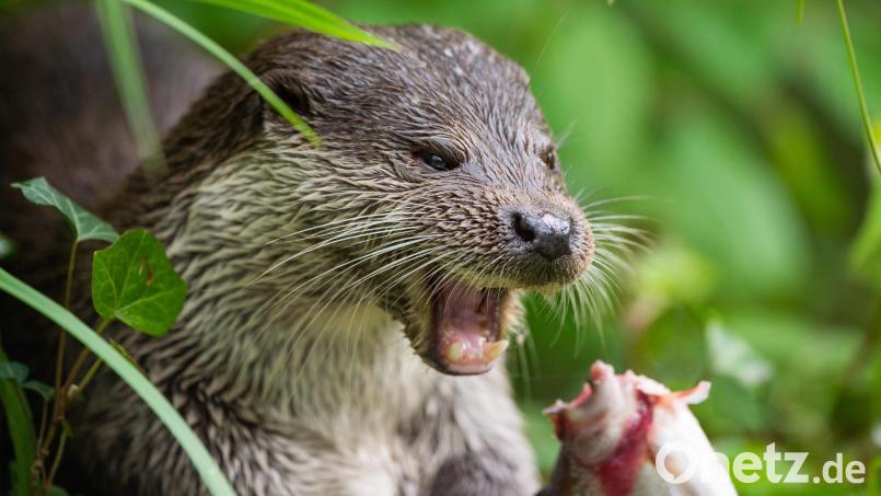 Ein Fischotter frisst in seinem Gehege im Wildtierpark Wisentgehege Springe einen Fisch. Symbolbild: Christophe Gateau/dpa