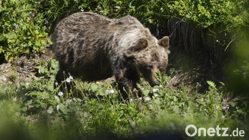 Sollte man einen Bären sehen, ist es den Angaben nach sinnvoll, ihn durch ruhiges Sprechen und langsame Armbewegungen auf sich aufmerksam zu machen, so Experten. Bild: Milan Kapusta