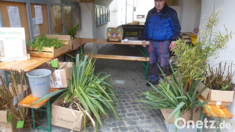 Wegen des Regens mussten die Anbieter mit ihren Pflanzen im Torbogen beim Rathaus Unterschlupf finden. Bild: mad
