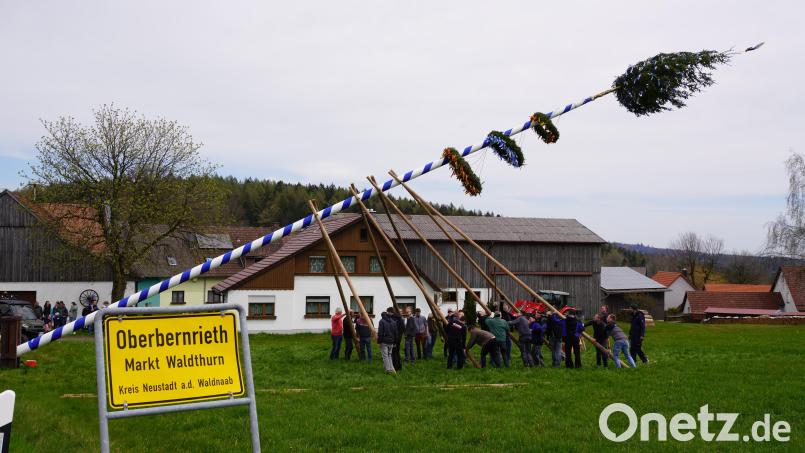 Bernriether Feuerwehrmänner stellen Maibaum in Oberbernrieth auf Bild: fvo