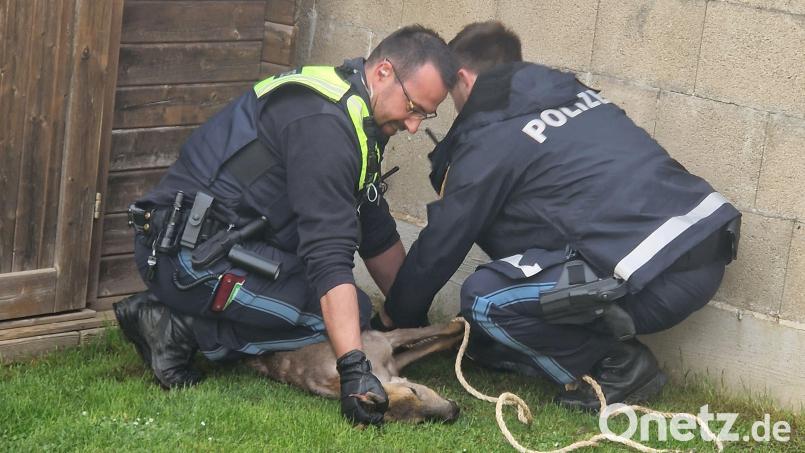 Polizeioberkommissar Tobias Kellner (links) und Polizeiobermeister Kevin Plach nehmen den &quot;lauthals bellenden&quot; Rehbock fest, indem sie ihm Fußfesseln anlegen. Bild: Polizeiinspektion Sulzbach-Rosenberg