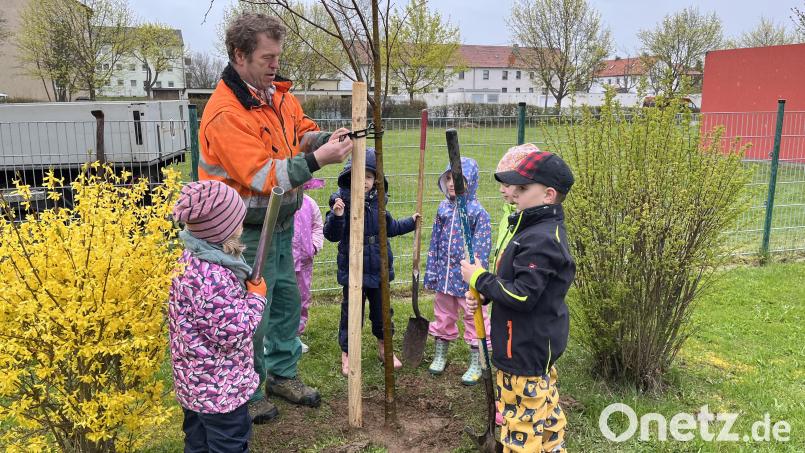 Peter Jacobey pflanzte die Linde zusammen mit Spenderin Luise Burger und weiteren Kindern im Garten des Kinderhauses St. Hedwig ein. Bild: Regina Schiffmann/exb