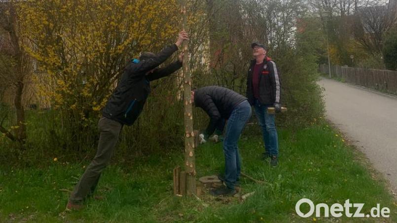 Dieter Mittelmeier, Rudi Loth und Karl Nößner (von links) stellen im Baugebiet „Breite Wiesen“ den nach eigener Aussage "nachhaltigsten Maibaum" auf. Bild: dob