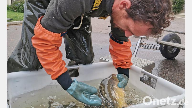 Fische lieben klares Wasser, so wie beim Abfischen in der Fischzuchtanlage Heberlein in Plechhammer bei Oberviechtach. Doch im Juli vergangenes Jahres floss verunreinigtes Wasser in einen Teich. Archivbild: Portner