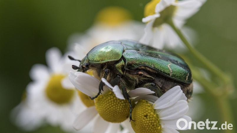 Der Rosenkäfer hilft bei der Bestäubung von Blüten. Dafür braucht er aber vom Gartenbesitzer auch Pflanzen, die ihm Nektar als Nahrung bieten. Bild: Robert Günther/dpa