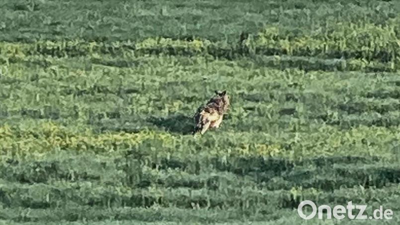 Es war ein Gänsehautmoment: Bevor der Wolf über die Wiese davonlief, hatte er die Straße überquert und direkt zu Vera Jandl-Wunderlich geblickt, die mit ihrem Auto sofort angehalten hatte, als sie das Tier gesehen hatte. Bild: Vera Jandl-Wunderlich