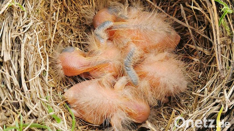 Mehrere Amselbabys liegen allein in einem Nest in München. Bild: -/Berufsfeuerwehr München/dpa