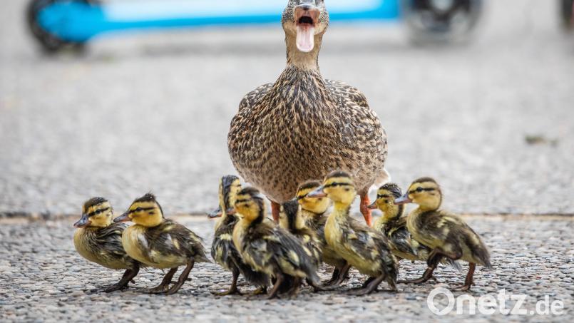 Eine Entenfamilie hat in Amberg einen Unfall verursacht. Symbolbild: Christoph Schmidt