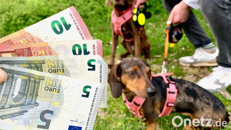 Wer sich einen Hund hält, muss Hundesteuer bezahlen. In Weiden steht eine Erhöhung an. Bild: Gabi Schönberger