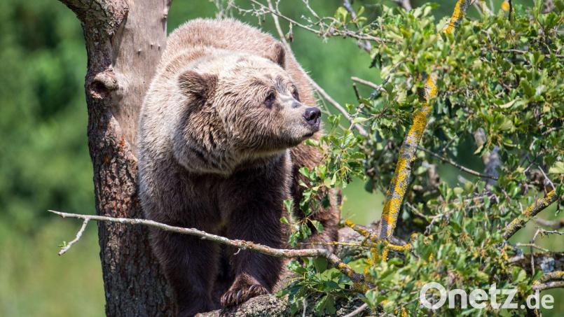 Ein Braunbär klettert auf einem Baum. Symbolbild: Lino Mirgeler/dpa
