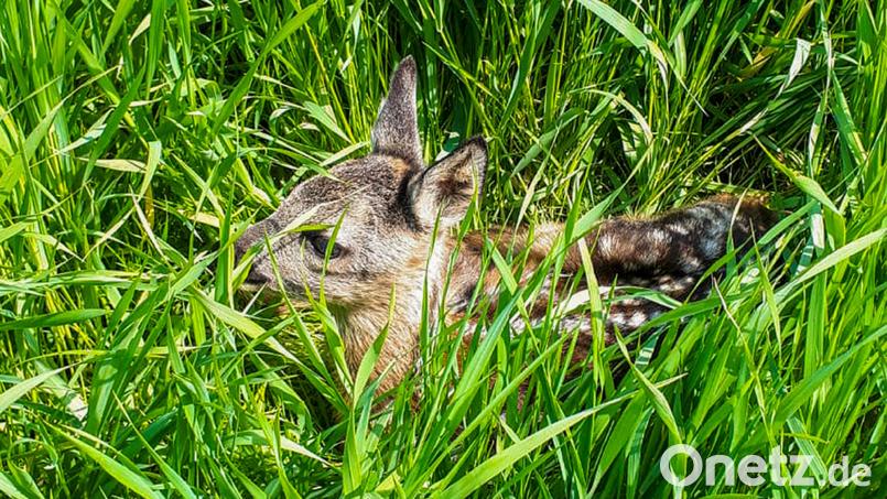 Drei Rehkitze wurden bei Mäharbeiten getötet. Symbolbild: dpa-bildfunk