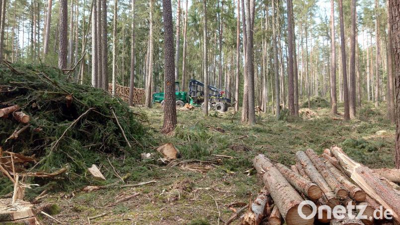 Im Waldnaabtal werden aktuell viele Bäume abgeholzt. Wanderer, die über Falkenberg in das Naturschutzgebiet laufen, sehen dort vermehrt lichte Stellen im Wald. Zudem werden Wege für Wanderer und Radfahrer saniert. Bild: lue