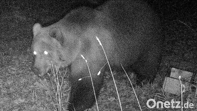 Das Foto einer Wildtierkamera zeigt einen Braunbären. Archivbild: Bayerisches Landesamt für Umwelt/dpa