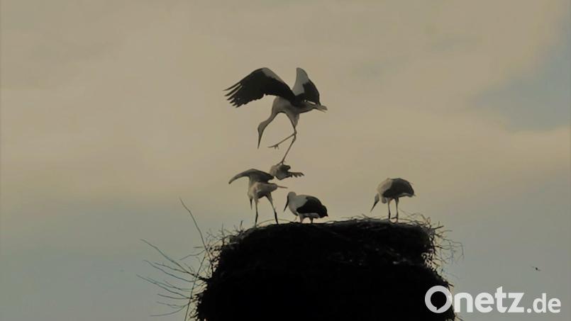 Störche im Nest. Symbolbild: gz