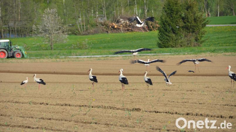 Auf einem Feld bei Fiedlbühl tauchte eine Storcheninvasion bei landwirtschaftlichen Arbeiten auf. Der reichlich gedeckte Tisch hat sich anscheinend in der Storchenschar schnell herumgesprochen. Bild: dob
