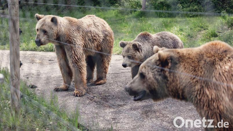 Bären im eingezäunten Gnadenhof in Bad Füssing. Bild: Uwe Lein/dpa
