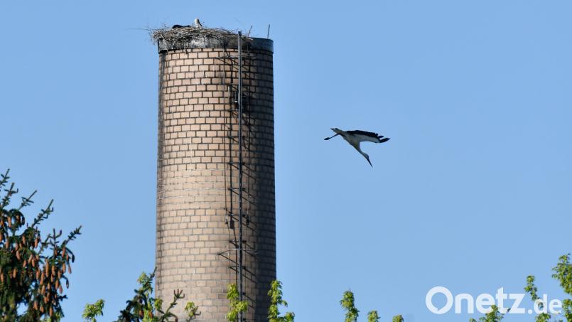 Da fliegt er aus, der erste Amberger Storch (der Neuzeit). Auf dem Schlot von Guss Auer hat er sich ein Nest gebaut. Bild: Petra Hartl