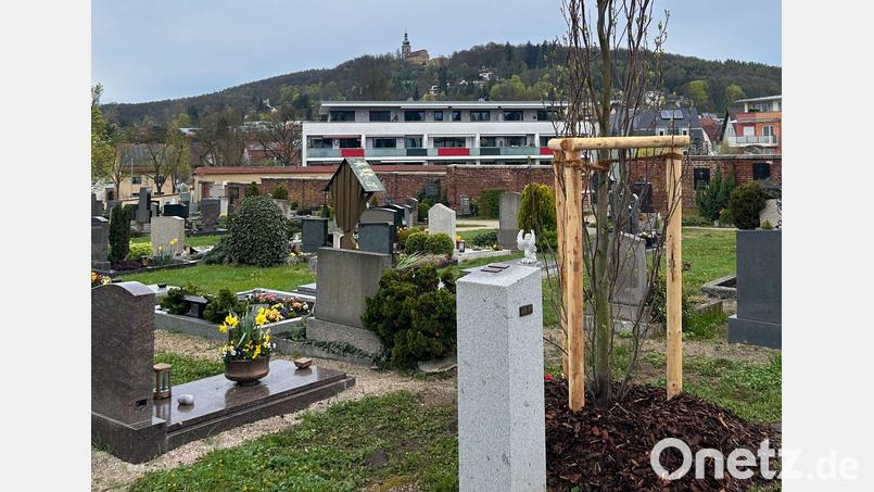 So sieht ein Urnenbaum aus. Bild: Bernd Müller, Stadt Amberg/exb