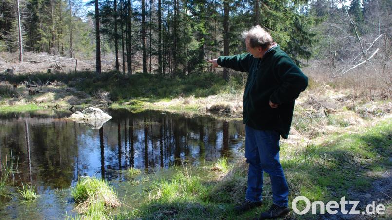 Wolfgang Schödel ist Revierleiter der Bayerischen Staatsforsten im Revier Pullenreuth. Bereits in den 90er Jahren wurde hier mit der Wiedervernässung der Hangmoore begonnen. Bild: cvl