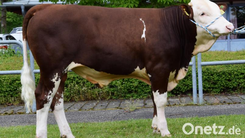 Nach Neustadt a. d. Aisch ging ein vom Betrieb Wegmann, Höll, gezüchteter Vredo-Sohn zum Preis von 12800 Euro. Bild: RZO/exb